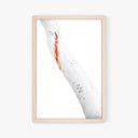 Scribbly Gum Tree Print