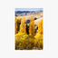 Cardrona Poplars Print