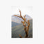 Snagged Mountain Beech Tree Print