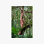 Mossy Tree Fuchsia Print
