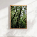 Mossy Silver Beech Tree Print