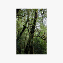 Mossy Silver Beech Tree Print