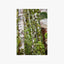 Silver Beech Trees Print