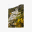 Wall of Beech Trees Print