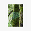 Moss Hugged Black Beech Tree Print