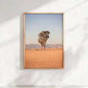 Sunburnt Stillness Print